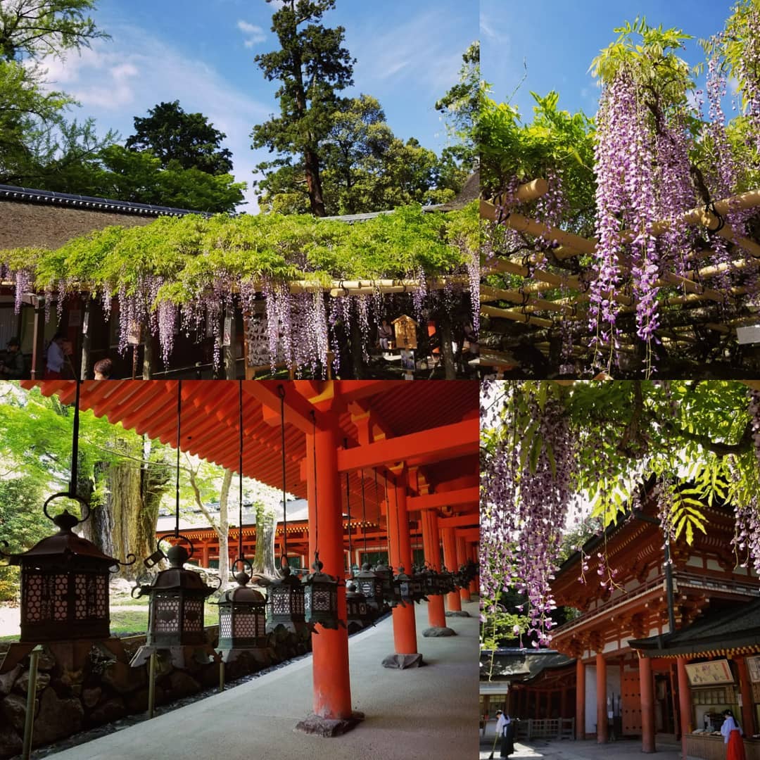 京阪自由行!奈良必去行程懶人包(景點篇) - 春日大社