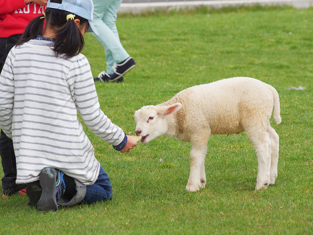 大阪親子 世界牧場 餵飼動物