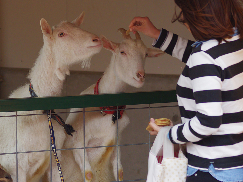 大阪親子 世界牧場 餵飼動物