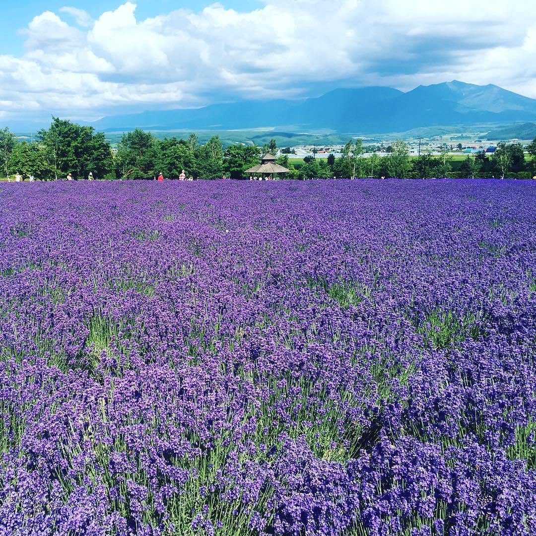 富良野薰衣草