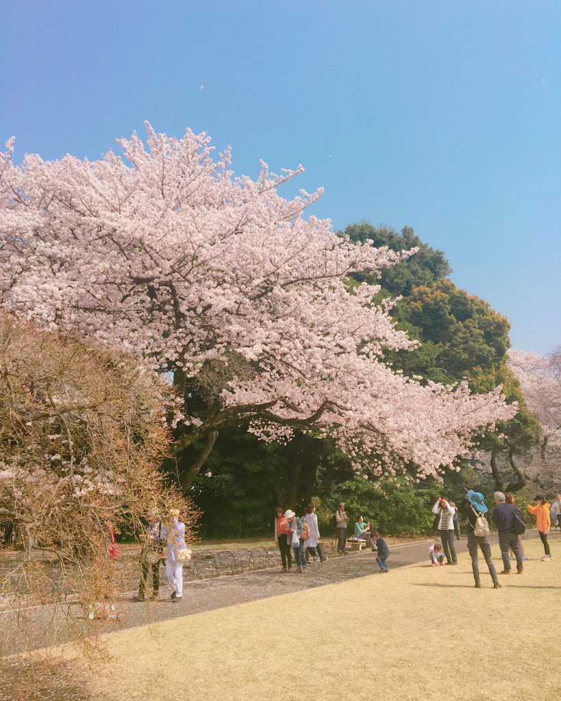東京 東京櫻花 東京賞櫻 新宿御苑 上野恩賜公園 目黑川 六本木 千鳥之淵 六義園 隅田公園