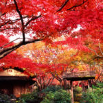 万博纪念公园 万博記念公園 萬博紀念公園 萬博紀念公園站 紅葉之瀧 高架空中步道 夜間紅葉 大阪賞楓景點 大阪賞楓 景點 大阪紅葉景點 大阪紅葉 景點 大阪賞楓 大阪楓葉 大阪紅葉預測 大阪夜楓 大阪夜楓2019 大阪紅葉2019 大阪賞楓2019 大阪楓葉2019 大阪紅葉預測2019