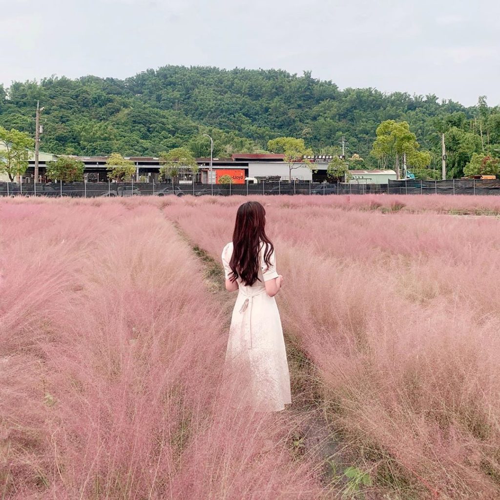 南投景點 南投集集 粉紅芒草 開花 粉黛亂子草 花期 賞花景點 和平快樂田園