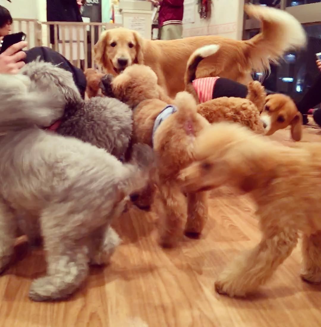 讓毛小孩治癒你吧！萌到犯規！東京動物 Café 八選！(後篇)　DOG HEART