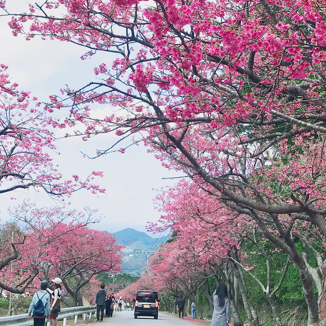 【沖繩一天行程】冬日限定!賞鯨魚/櫻花祭/泡溫泉/無敵海景吊床Cafe/懷舊居酒屋 - 本部八重岳櫻花祭