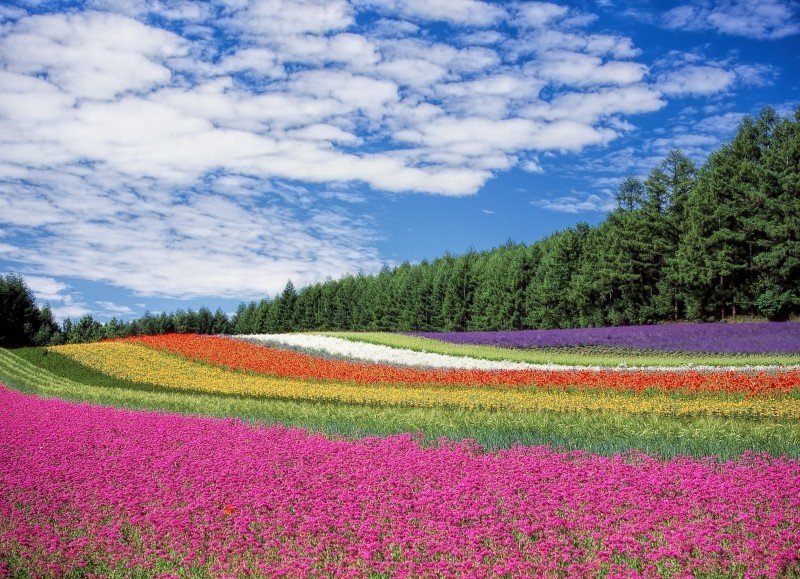 展望花田四季彩之丘(Shikisai No Oka|四季彩の丘)北海道薰衣草 四季彩之丘薰衣草 美瑛薰衣草| 北海道 Hokkaido 北海道景點 北海道道北景點 富良野景點 富良野 美瑛景點 美瑛