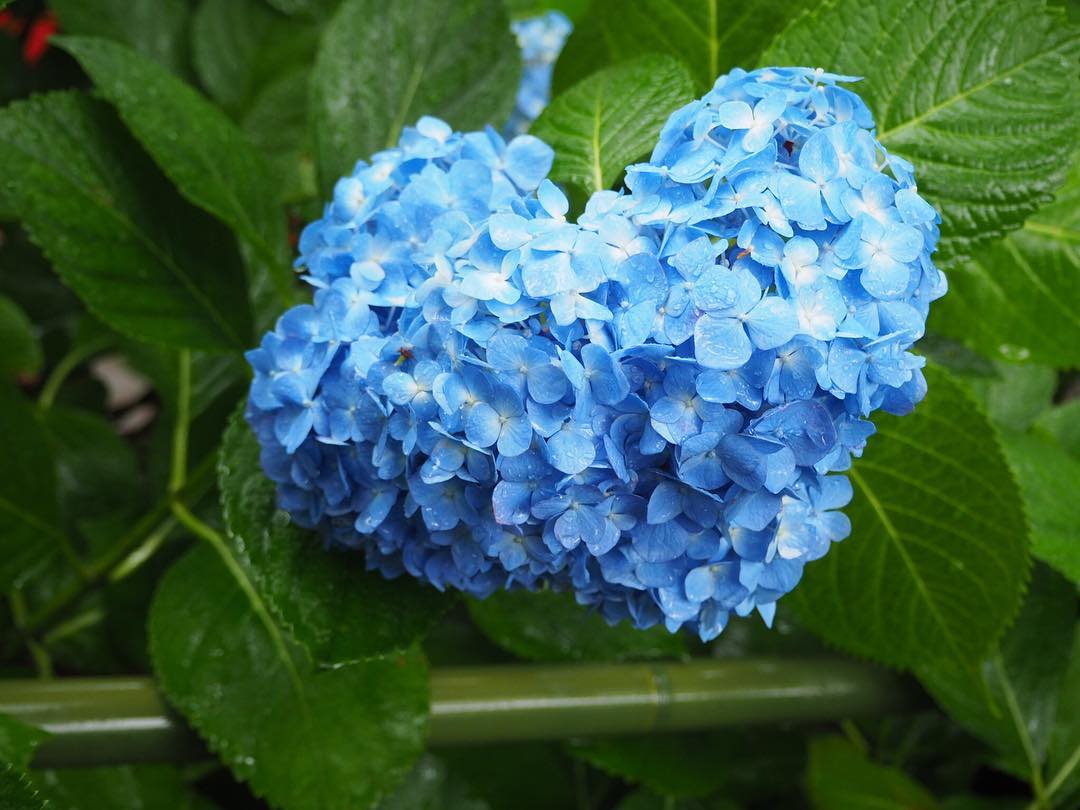 6月 紫陽花