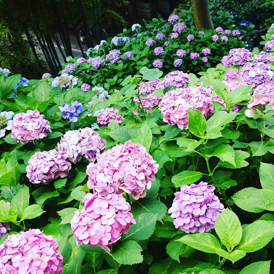 鎌倉 繡球花