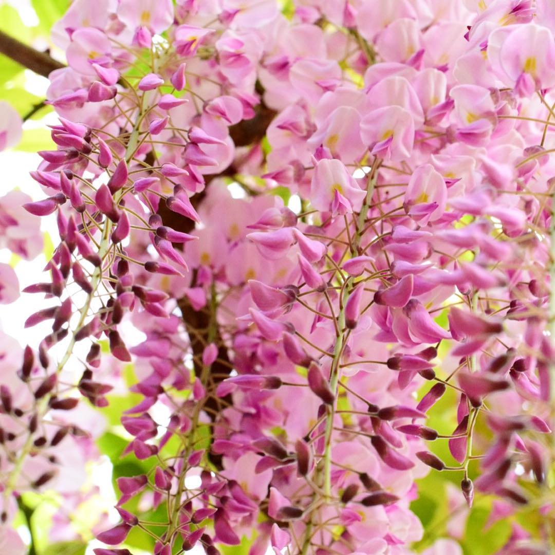 紫藤花日本