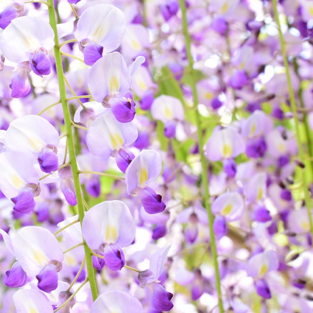 日本紫藤花 奈良 花