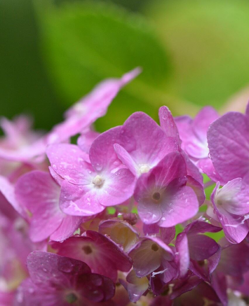 開花情報