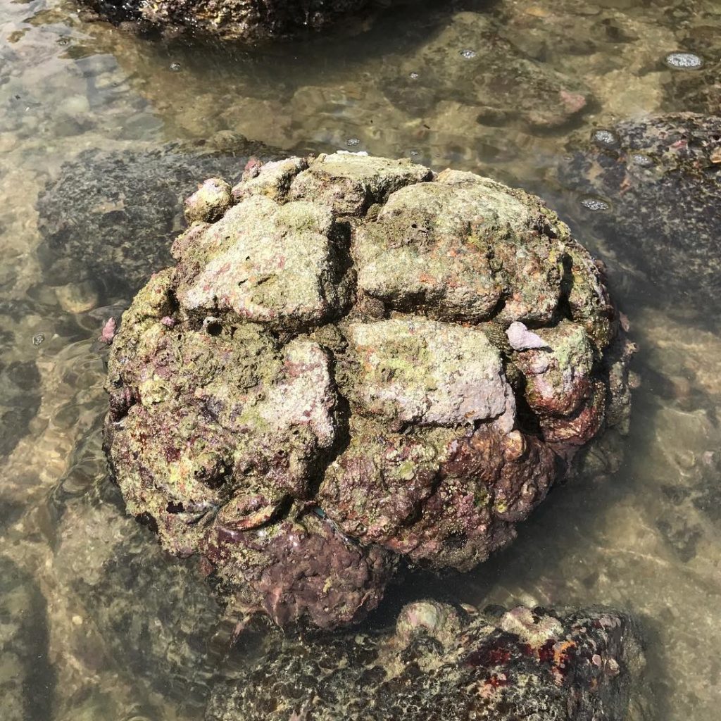 橋咀島 連島沙洲 橋咀島潮退 橋咀島船 橋咀島潮退時間 西貢橋咀島 橋咀島交通 橋咀島地質公園 西貢碼頭橋咀島 橋咀島沙灘 橋咀島行山 橋咀島潮汐 半月灣 橋咀島泳灘 黑山頂
