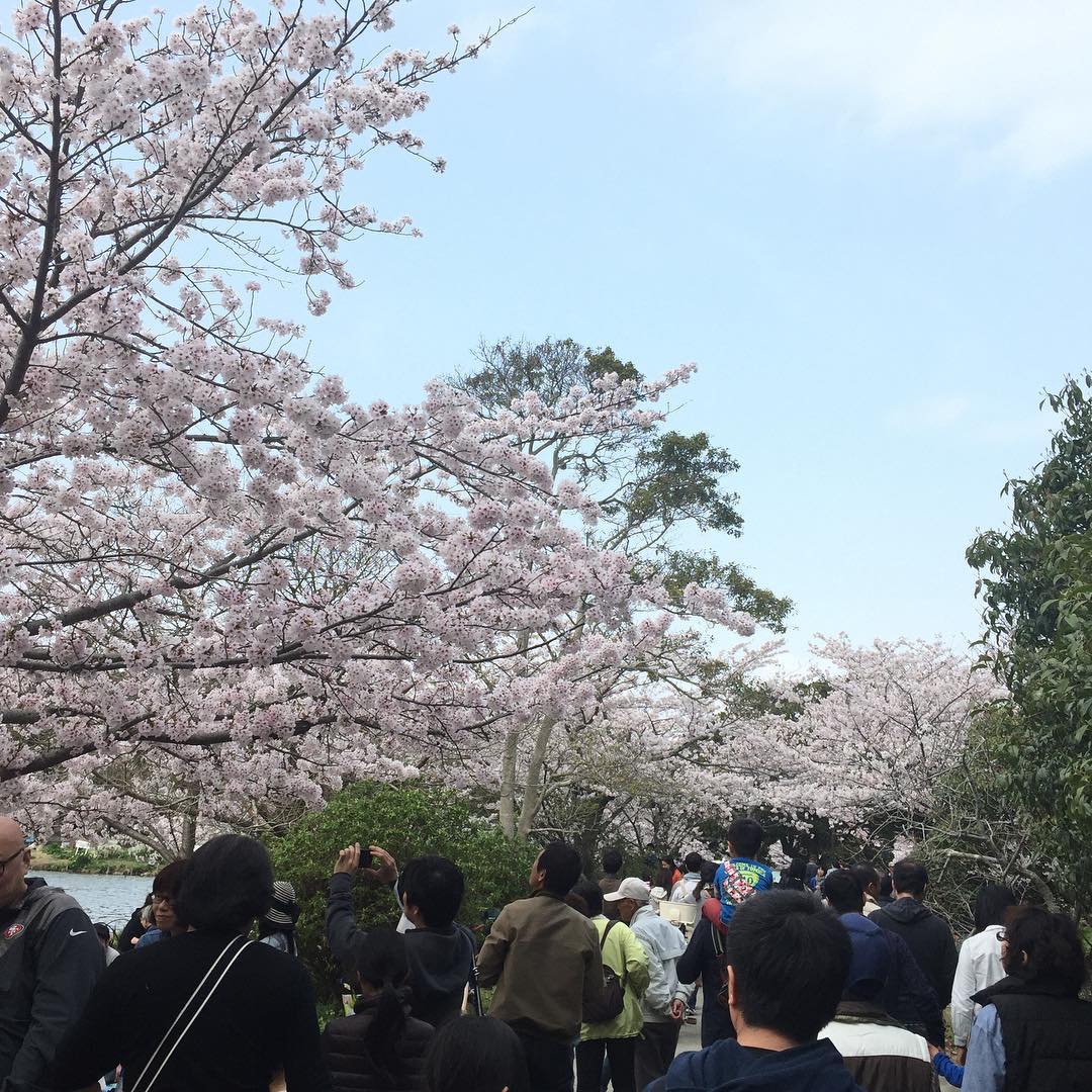 關西 神戶 賞櫻 景點 明石公園
