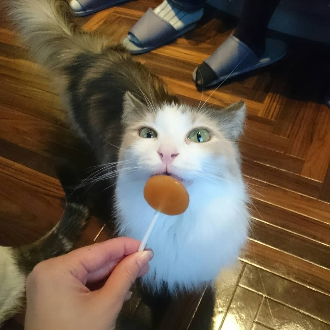 貓奴必訪！東京貓CAFÉ四選！猫カフェ MOCHA