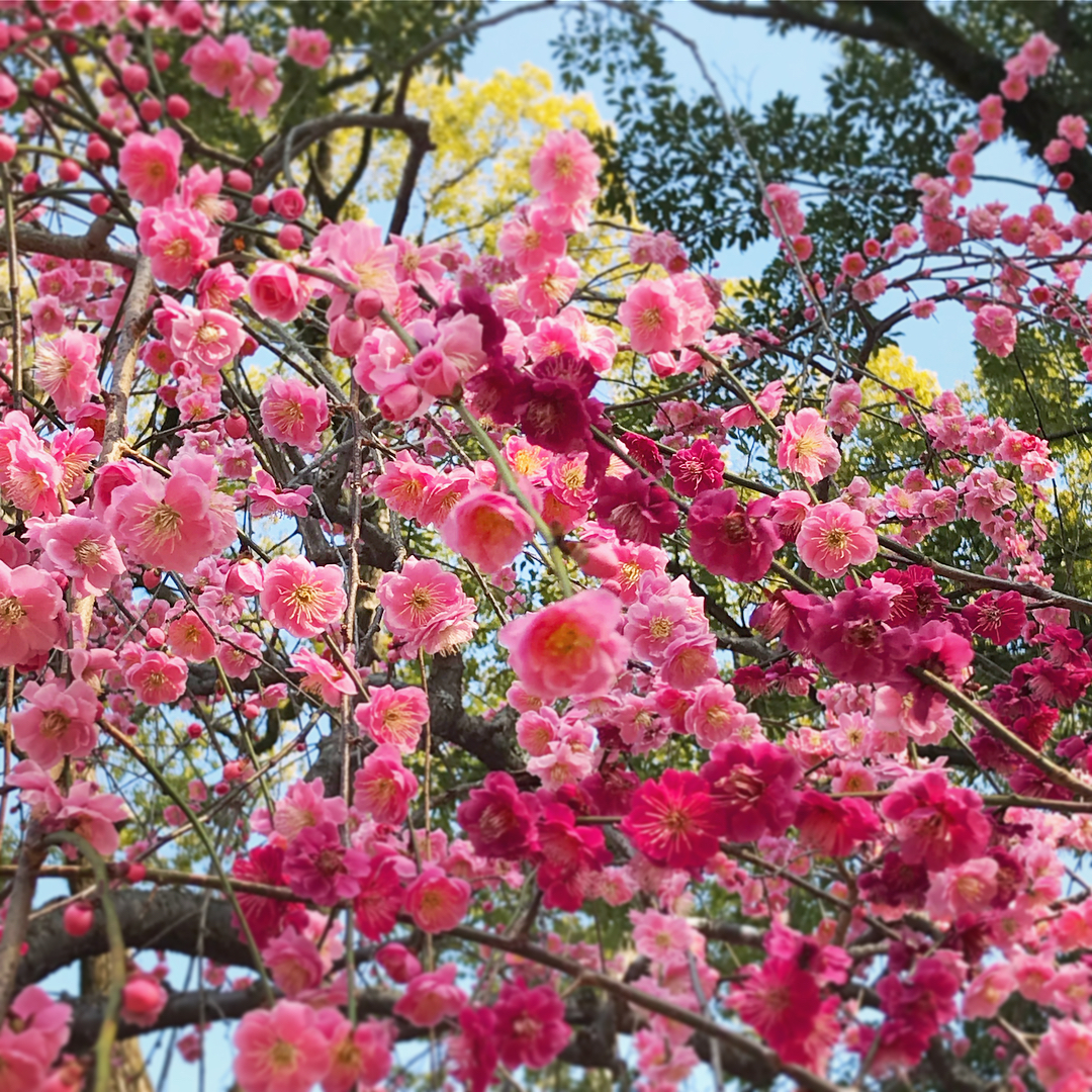 2019 京都10大賞梅名所　北野天滿宮　北野天満宮