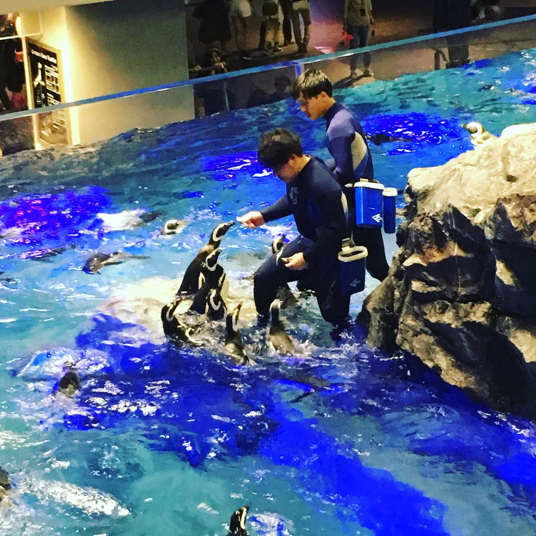 東京自由行！淺草必去必食之選［景點篇］墨田水族館（すみだ水族館）