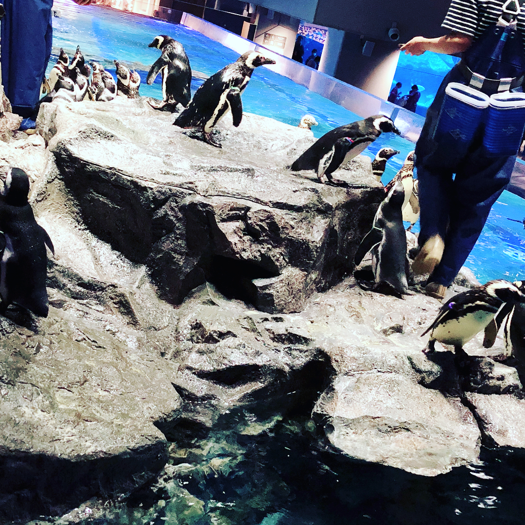 東京自由行！淺草必去必食之選［景點篇］墨田水族館（すみだ水族館）