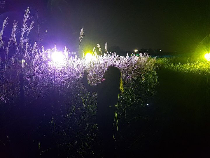 韓國紫芒 紫芒 韓國11月 韓國10月 首爾 天空公園 하늘공원 首爾紫芒節 서울억새축제 韓國賞花 韓國賞花景點 韓國好去處 韓國慶典 韓國必去 韓國 花 韓國打卡