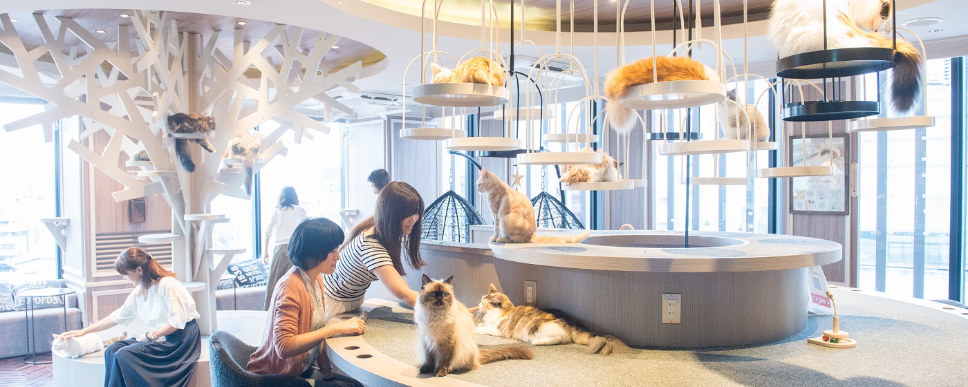 貓奴必訪!東京貓CAFÉ四選!猫カフェ MOCHA