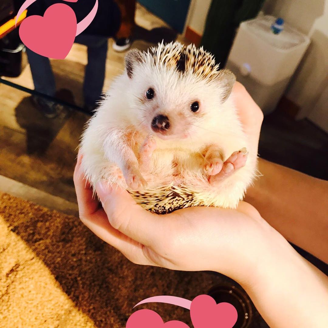 讓毛小孩治癒你吧!萌到犯規!東京動物 Café 八選!(後篇) ハリネズミカフェ HARRY (刺蝟Café HARRY)