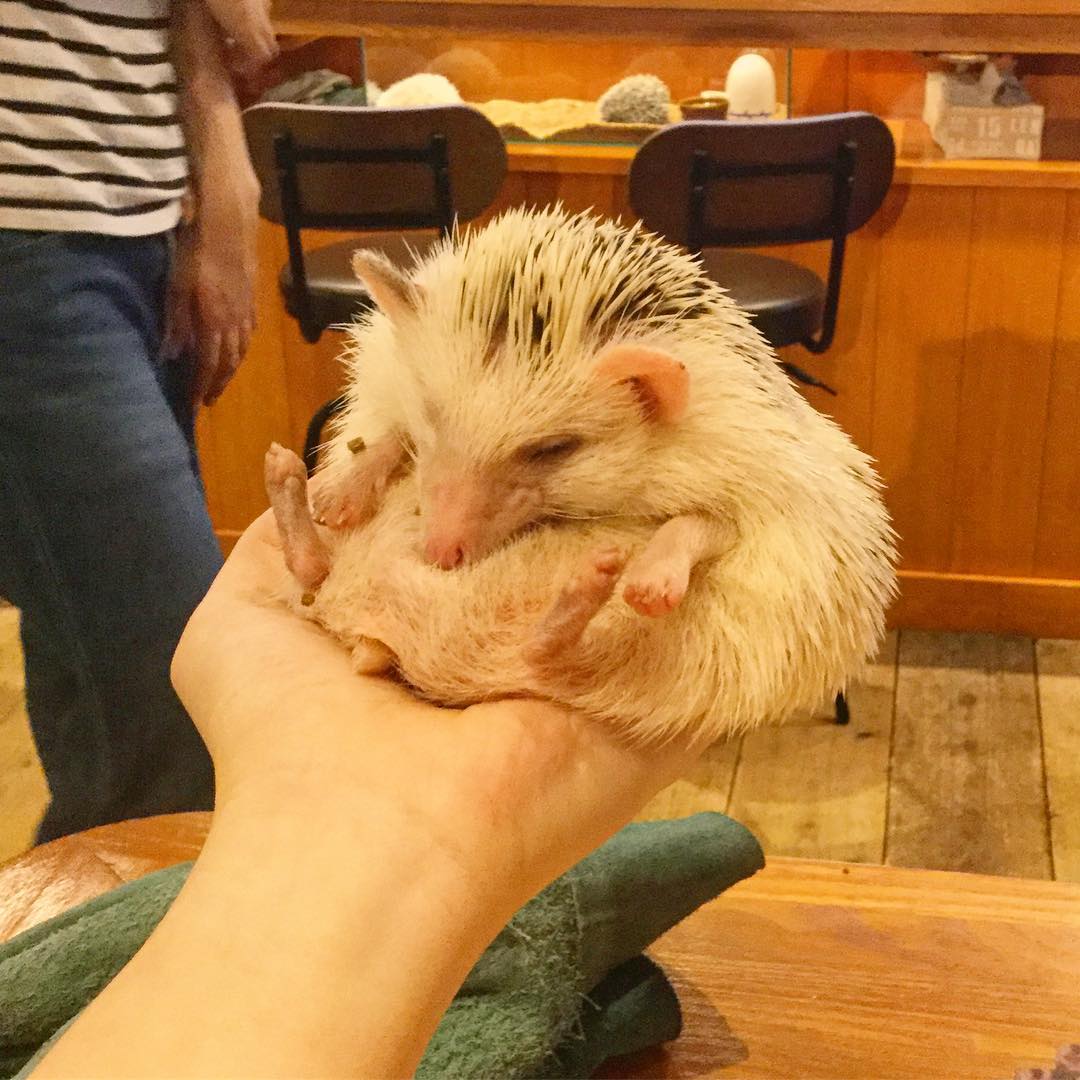 讓毛小孩治癒你吧!萌到犯規!東京動物 Café 八選!(後篇)