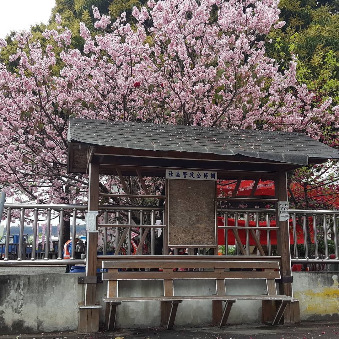 台中櫻花