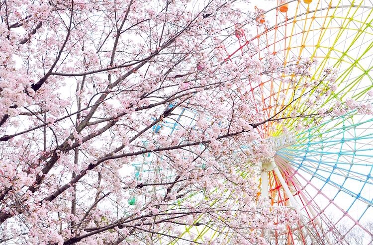 枚方公園 摩天輪