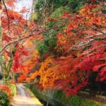 若王子 銀閣寺 銀閣寺道站 哲學之道紅葉 哲學之道 紅葉 哲学の道紅葉 哲学の道 紅葉 京都紅葉2019 京都楓葉2019 京都紅葉景點2019 京都紅葉 景點2019 京都賞楓2019 京都賞楓 景點2019 京都賞楓景點2019 京都夜楓2019 京都夜楓景點2019 京都紅葉 京都楓葉 京都紅葉景點 京都紅葉 景點 京都賞楓 京都賞楓 景點 京都賞楓景點 京都夜楓 京都夜楓景點