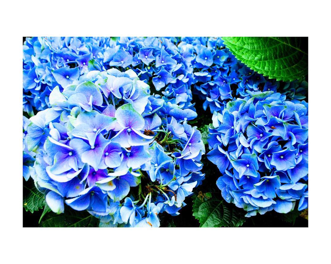 6月 日本 花期