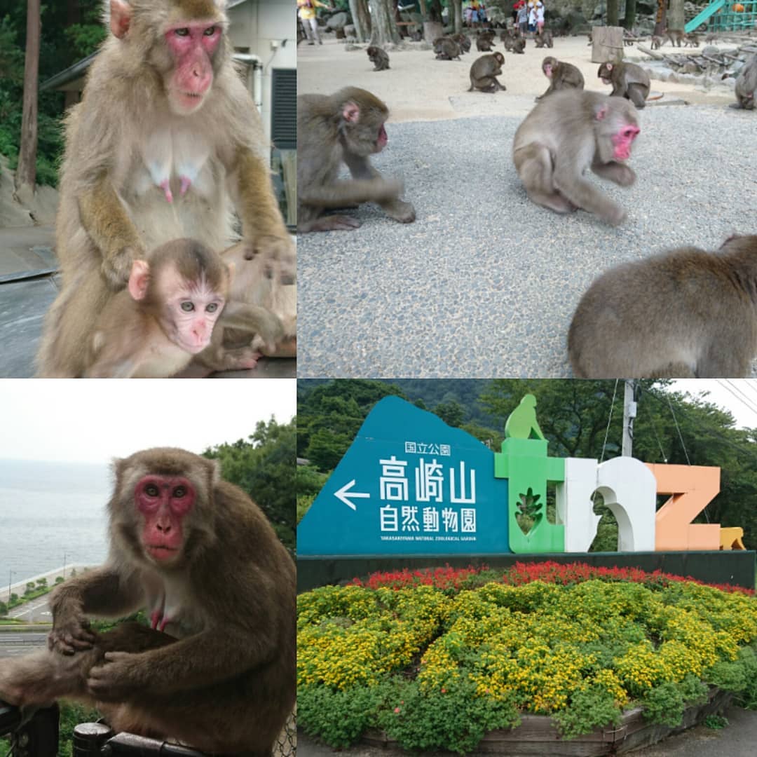 九州必去！別府溫泉十大必玩必食(前篇)高崎山自然動物園