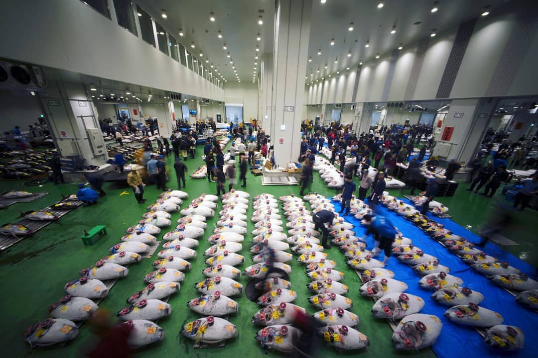 鮪魚批發場競拍活動