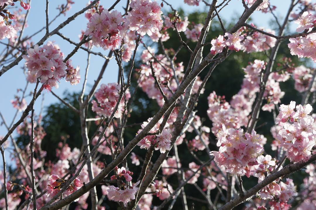 台灣櫻花
