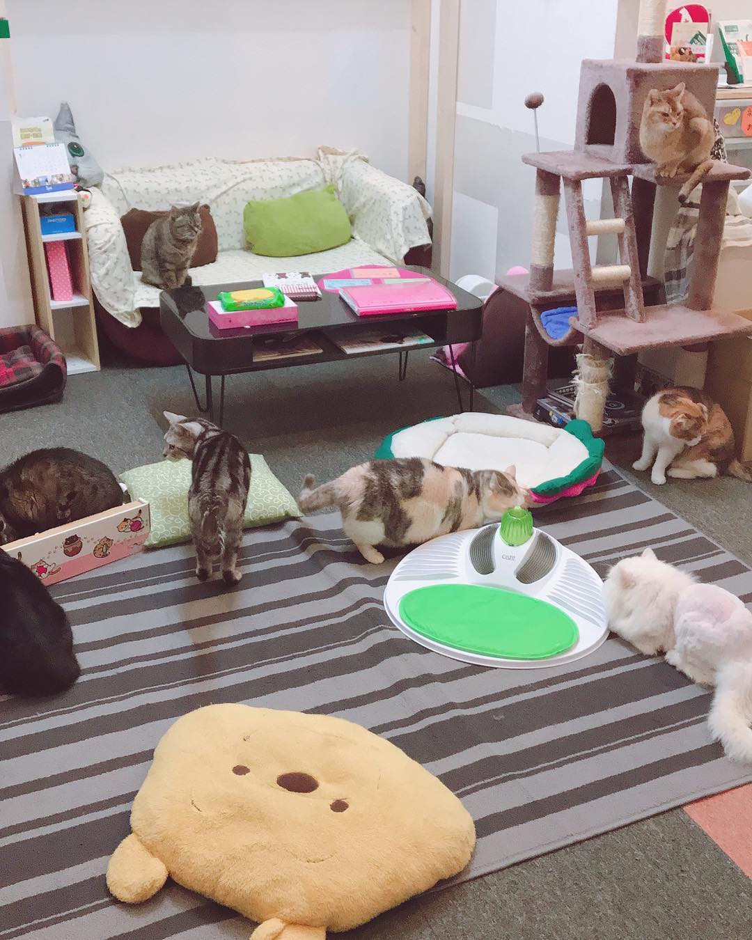 保護貓Café HOGONEKO® CAFE