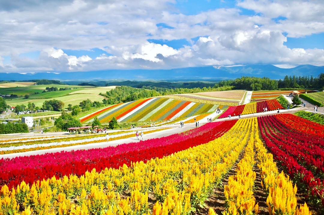 四季彩之丘 Shikisai-no-oka 四季彩の丘 北海道薰衣草 北海道向日葵 向日葵花田 向日葵花海 薰衣草 薰衣草花田 薰衣草花海 北海道必去 北海道景點 北海道賞花 北海道賞花景點