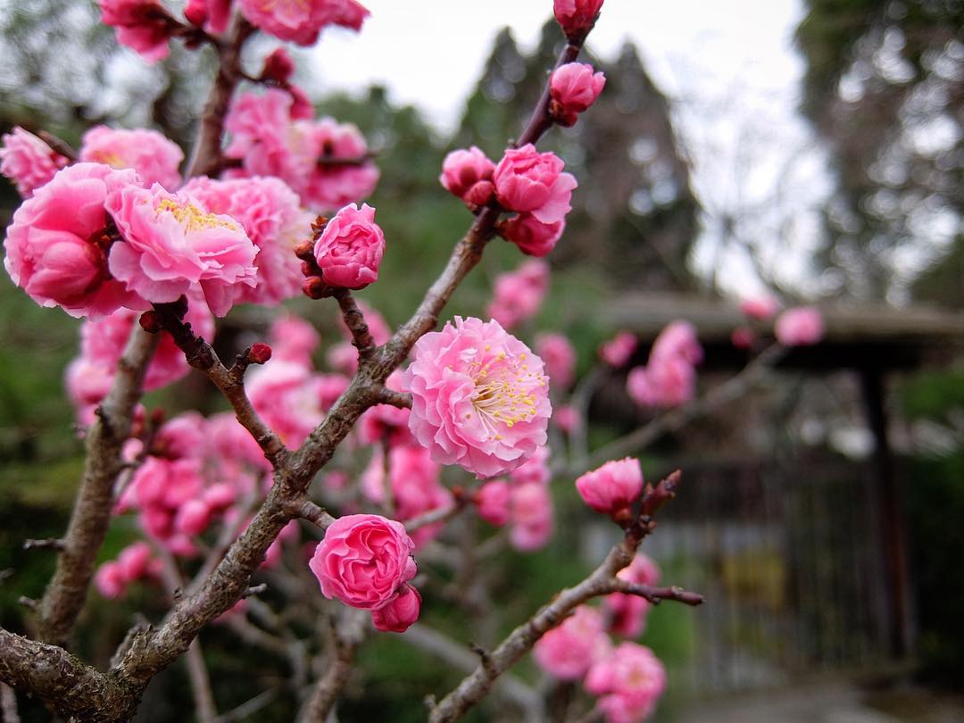 2019 京都10大賞梅名所 隨心院 小野梅園