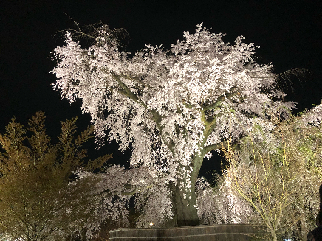 2018賞櫻攻略！京都夜櫻情報大公開！圓山公園