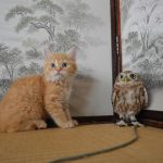 萌到犯規!當貓頭鷹遇上貓!大人氣動物主題CAFE @HUKULOU COFFEE