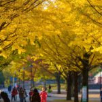 光が丘公園|日本 Japan 日本必食 日本必吃 日本必到 日本必去 日本必買 日本必掃 日本自由行 日本行程 日本行程包 日本懶人包 日本好去處 日本景點 日本必到景點 日本必去景點 日本美食 日本交通 日本攻略 日本自由行行程 日本自由行行程推薦 日本酒店 日本飯店 日本酒店推薦 日本飯店推薦 日本必住酒店 日本必住飯店 日本必食2019 日本必吃2019 日本必到2019 日本必去2019 日本必買2019 日本必掃2019 日本自由行2019 日本行程2019 日本行程包2019 日本懶人包2019 日本好去處2019 日本景點2019 日本必到景點2019 日本必去景點2019 日本美食2019 日本交通2019 日本攻略2019 日本自由行行程2019 日本自由行行程推薦2019 日本酒店2019 日本飯店2019 日本酒店推薦2019 日本飯店推薦2019 日本必住酒店2019 日本必住飯店2019 東京 Tokyo 東京必食 東京必吃 東京必到 東京必去 東京必買 東京必掃 東京自由行 東京行程 東京行程包 東京懶人包 東京好去處 東京景點 東京必到景點 東京必去景點 東京美食 東京交通 東京攻略 東京自由行行程 東京自由行行程推薦 東京酒店 東京飯店 東京酒店推薦 東京飯店推薦 東京必住酒店 東京必住飯店 東京必食2019 東京必吃2019 東京必到2019 東京必去2019 東京必買2019 東京必掃2019 東京自由行2019 東京行程2019 東京行程包2019 東京懶人包2019 東京好去處2019 東京景點2019 東京必到景點2019 東京必去景點2019 東京美食2019 東京交通2019 東京攻略2019 東京自由行行程2019 東京自由行行程推薦2019 東京酒店2019 東京飯店2019 東京酒店推薦2019 東京飯店推薦2019 東京必住酒店2019 東京必住飯店2019 明治神宮外苑 國營昭和紀念公園 光が丘公園 銀杏2019 日本銀杏 日本銀杏2019 東京銀杏 東京銀杏2019 明治神宮外苑銀杏 國營昭和紀念公園銀杏 光が丘公園銀杏 明治神宮外苑銀杏2019 國營昭和紀念公園銀杏2019 光が丘公園銀杏2019 光之丘公園銀杏時間 光丘景點 東京光之丘銀杏 自由之丘銀杏 光丘事件