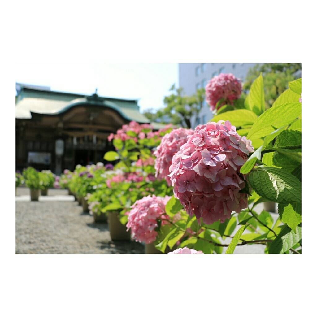 關西繡球花