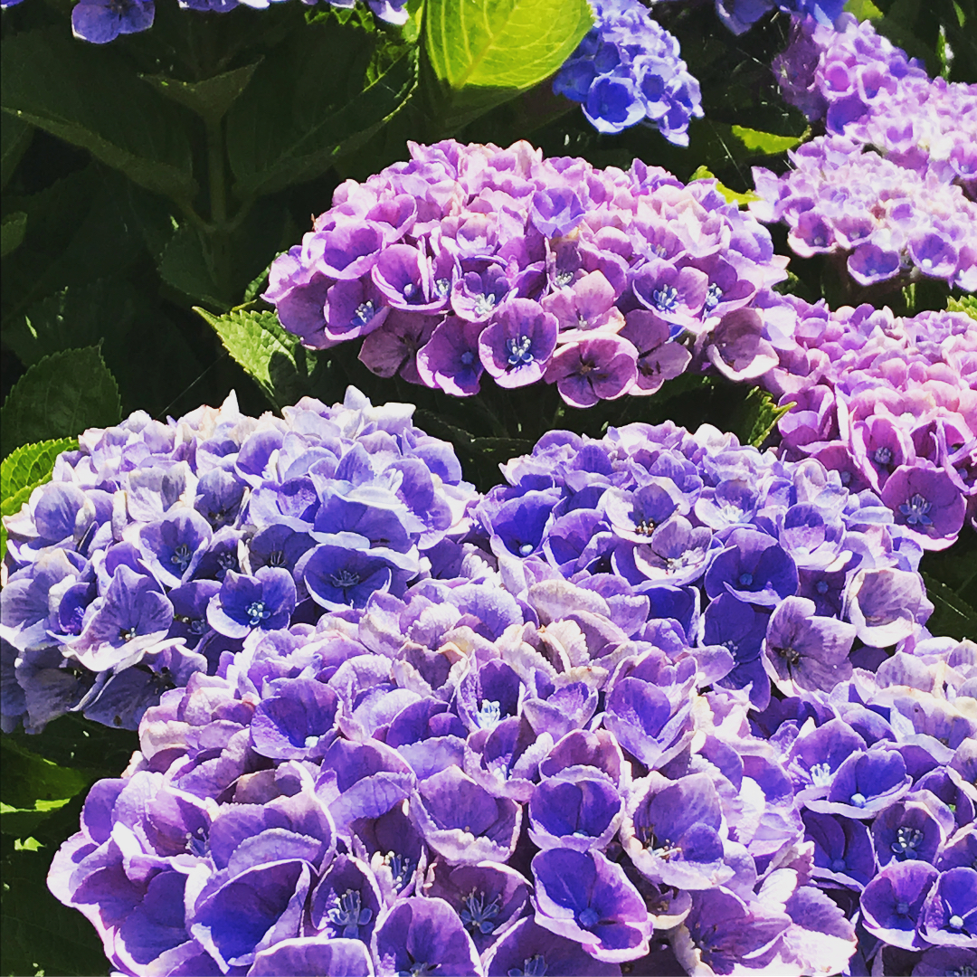 福岡 紫陽花 能古島海島公園
