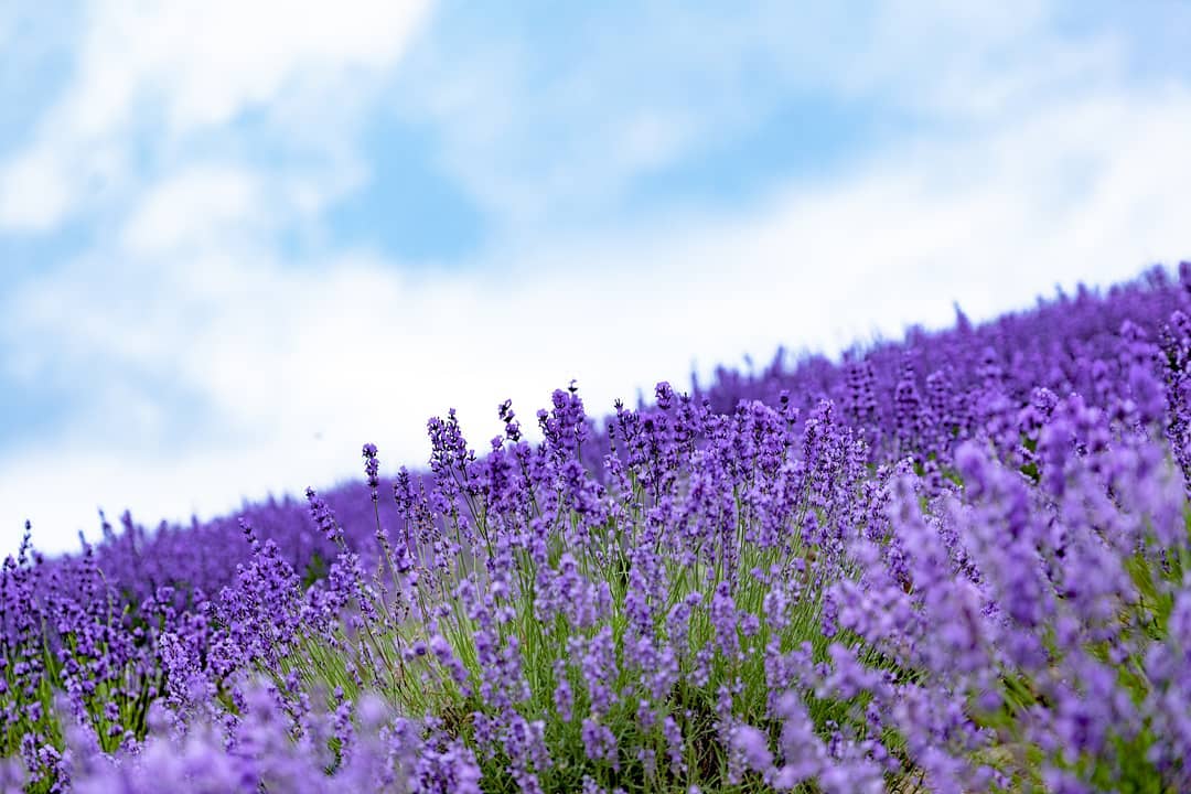 薰衣草花期 薰衣草花季