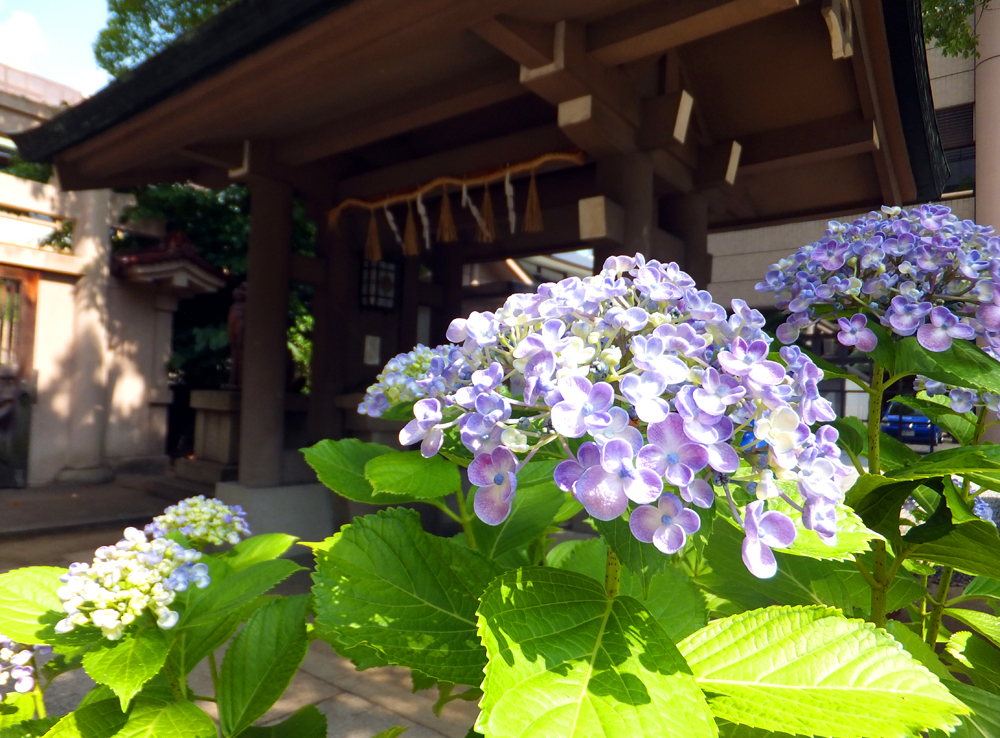 六月賞花！大阪五大賞紫陽花 (繡球花) 名所！ 坐摩神社