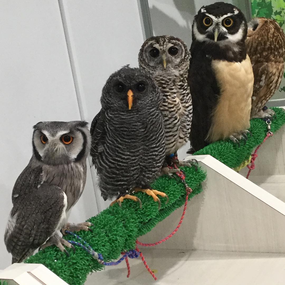 讓毛小孩治癒你吧！萌到犯規！東京動物 Café 八選！(前篇) アニマルルーム いけもふ (Animal Room IKEMOFU)