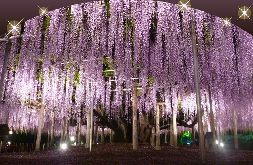 世界10大夢幻景點 紫藤花