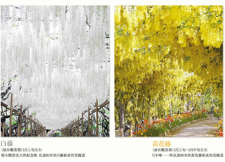 世界10大夢幻景點！2018賞紫藤花攻略！(東京篇) 足利花卉公園