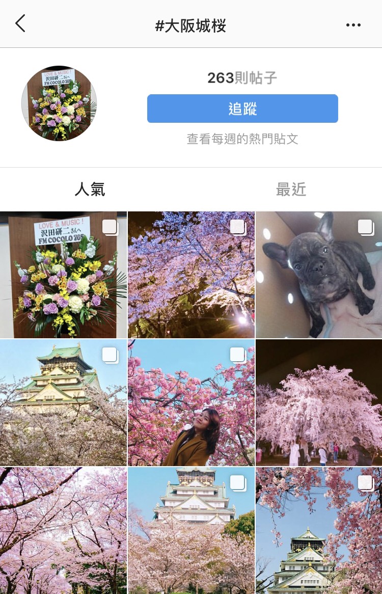 櫻花預想 2019 櫻花景點 睇櫻花