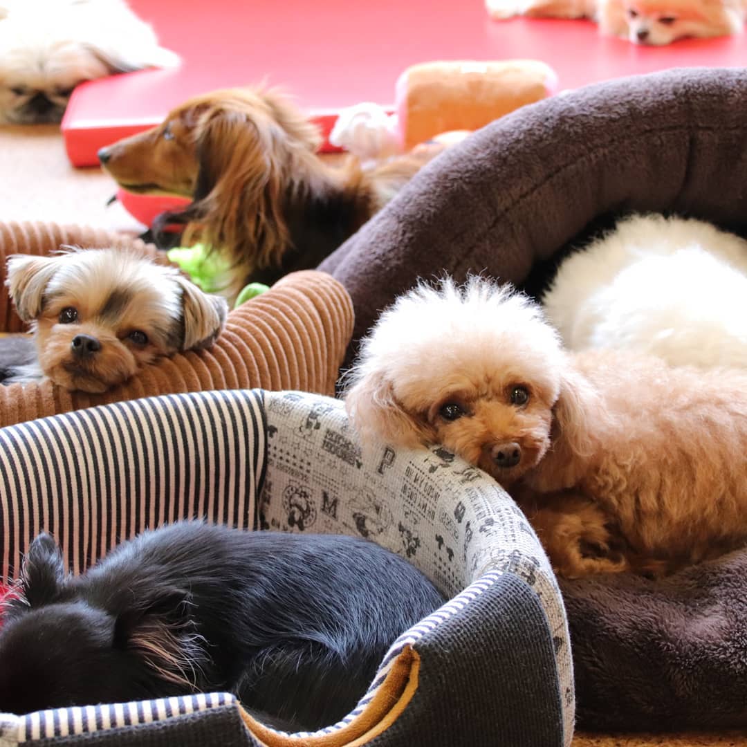 大阪狗CAFE Dog Tail