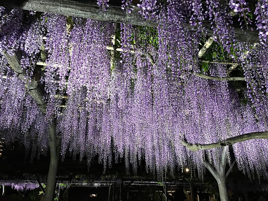 日本紫藤花季 日本紫藤花花期 2019
