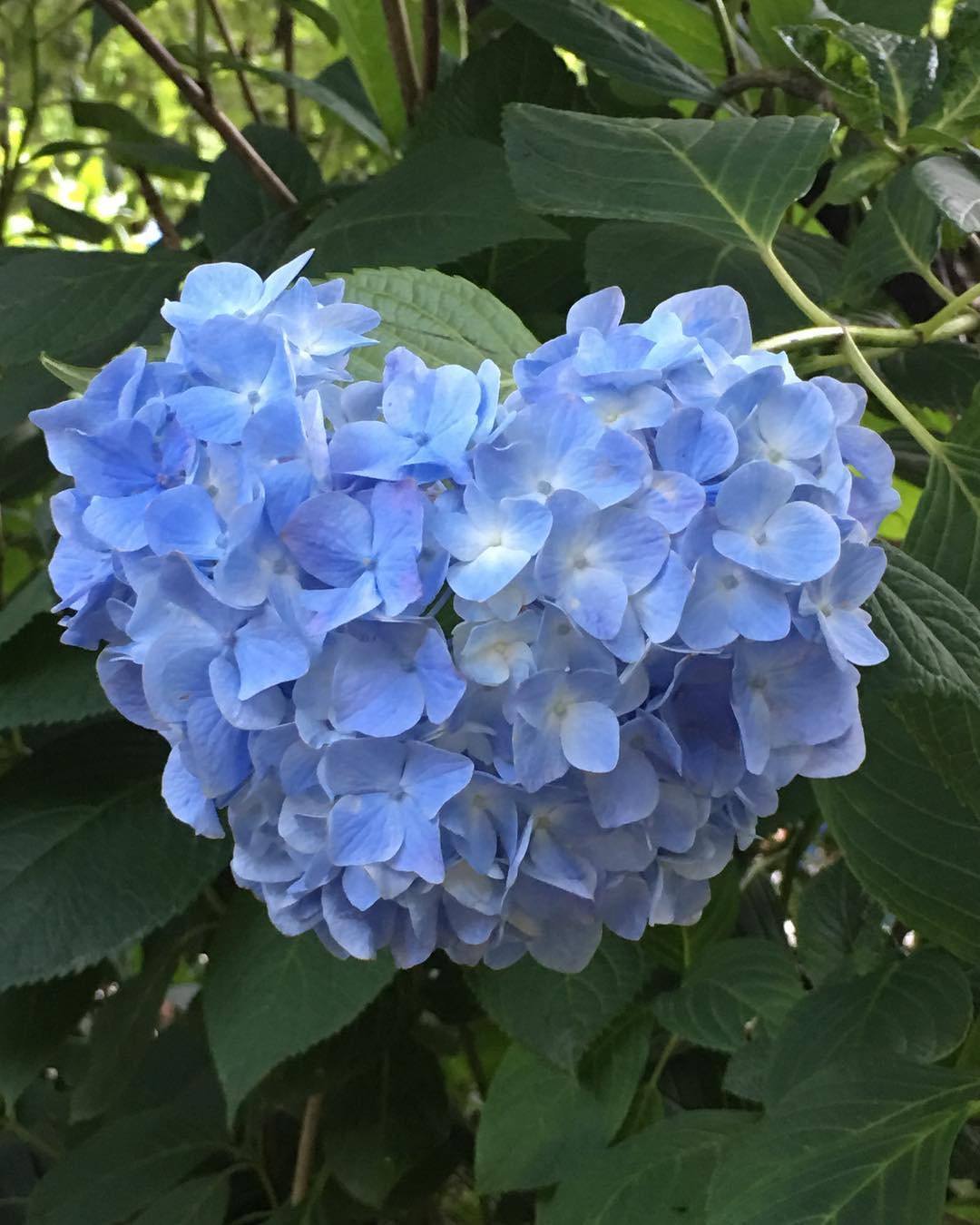 紫陽花 日本