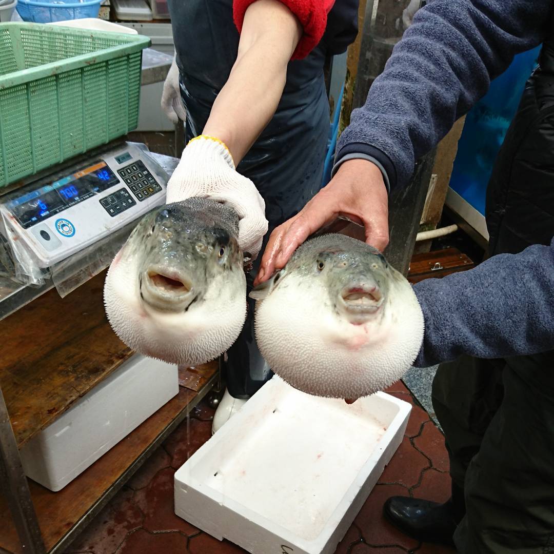 大阪黑門市場 必食 河豚